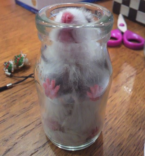 Hamster Ini Bersembunyi di Dalam Botol Kaca Saat Jepang Dilanda Gempa Bumi