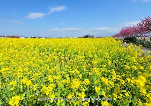 Inilah 6 taman bunga paling indah yang ada di Saitama, Jepang