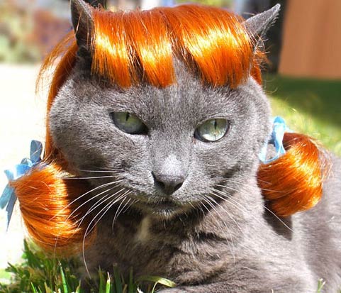 Kawaii! Perusahaan Jepang memproduksi wig & kostum untuk kucing & anjing! (10)