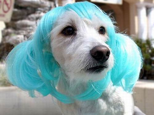 Kawaii! Perusahaan Jepang memproduksi wig & kostum untuk kucing & anjing! (11)