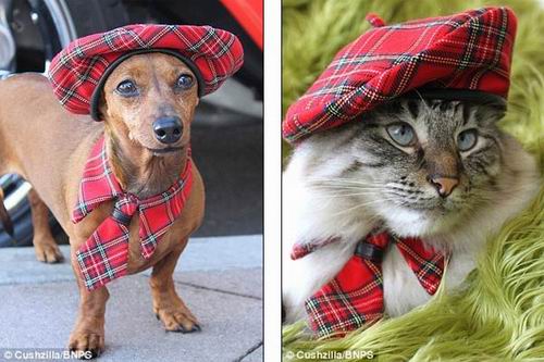 Kawaii! Perusahaan Jepang memproduksi wig & kostum untuk kucing & anjing! (13)