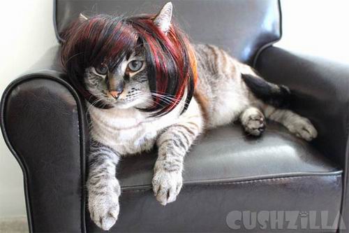Kawaii! Perusahaan Jepang memproduksi wig & kostum untuk kucing & anjing! (16)