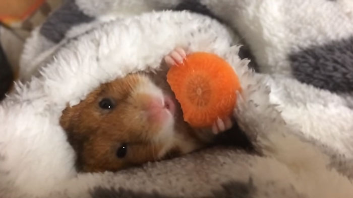 Kawaii level Over 9000! Hamster Jepang makan wortel sebelum tidur telah mengguncang dunia internet