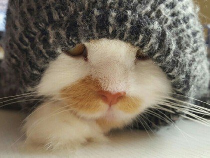 Netizen Jepang Menemukan Satu Lagi Tempat Favorit Kucing Menghangatkan Diri di Musim Dingin: Lengan Baju!