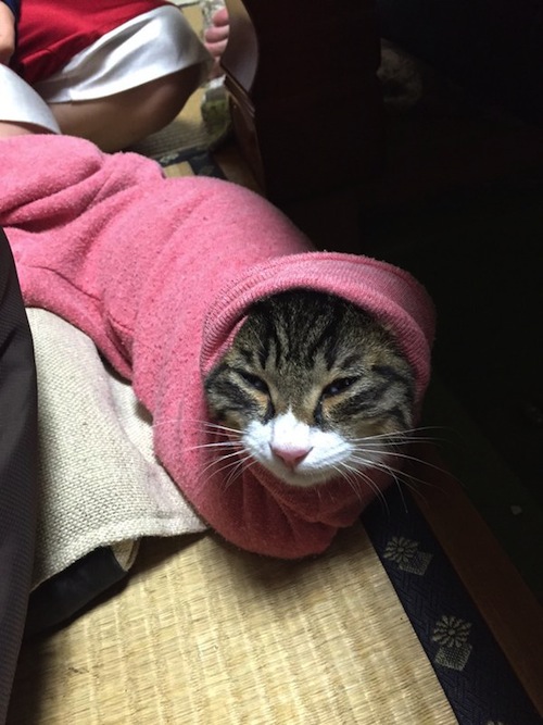 Netizen Jepang Menemukan Satu Lagi Tempat Favorit Kucing Menghangatkan Diri di Musim Dingin: Lengan Baju!