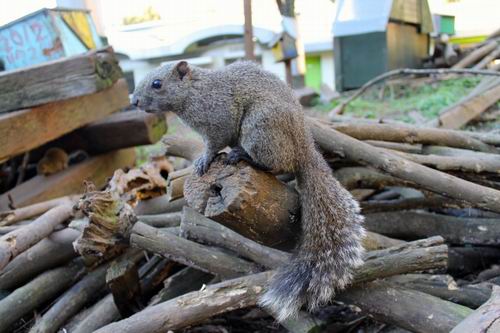 Machida Squirrel Garden, kebun binatang di Tokyo yang berisi ratusan tupai