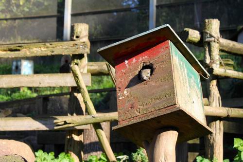 Machida Squirrel Garden, kebun binatang di Tokyo yang berisi ratusan tupai