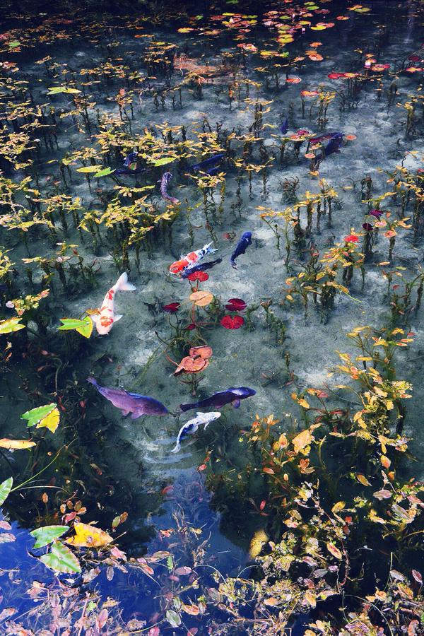 Lukisan Hidup: Keindahan 'Monet's Pond' di Perfektur Gifu