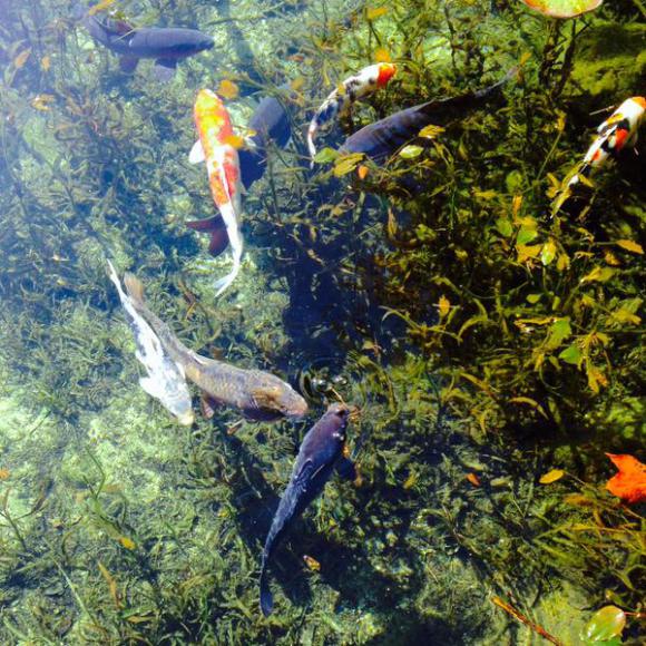 Lukisan Hidup: Keindahan 'Monet's Pond' di Perfektur Gifu