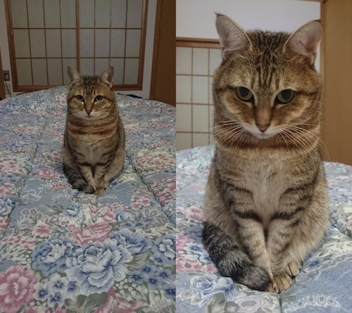 Para Netizen Jepang Menangkap Cara Kucing-Kucing Mereka Menghangatkan Diri di Musim Dingin