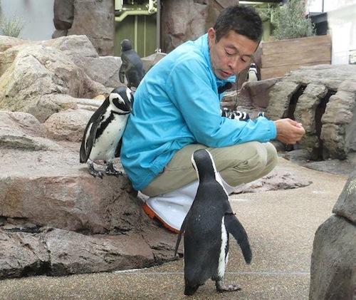 Kawaii Overload: Penguin Mungil Ini Sangat Menyayangi Pengurusnya di Kyoto Aquarium