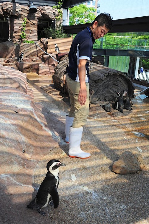 Kawaii Overload: Penguin Mungil Ini Sangat Menyayangi Pengurusnya di Kyoto Aquarium