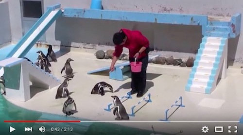 Para Penguin di Hokkaido Ini Terlalu Lapar Untuk Menampilkan Pertunjukan dengan Benar, Tapi Tentu Saja Mereka Tetap Kawaii