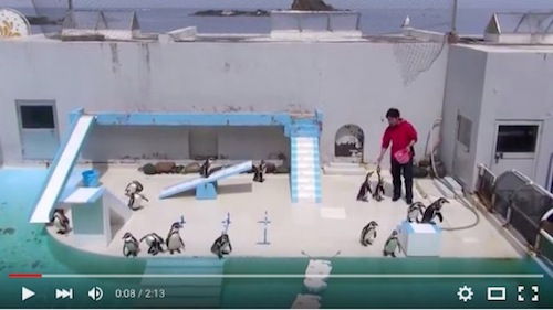 Para Penguin di Hokkaido Ini Terlalu Lapar Untuk Menampilkan Pertunjukan dengan Benar, Tapi Tentu Saja Mereka Tetap Kawaii