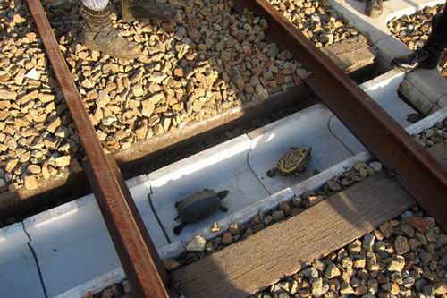 Perusahaan kereta di Jepang membangun jalur penyeberangan khusus untuk kura-kura (1)