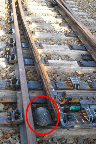Perusahaan kereta di Jepang membangun jalur penyeberangan khusus untuk kura-kura (2)