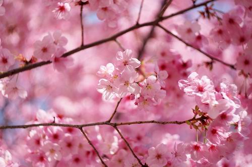 Bunga Sakura, Perawatan Kecantikan Tradisional Masyarakat Jepang