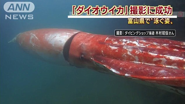 Wow! Cumi-cumi raksasa sepanjang 3,7 meter ditemukan di Jepang! (2)
