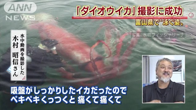 Wow! Cumi-cumi raksasa sepanjang 3,7 meter ditemukan di Jepang! (3)