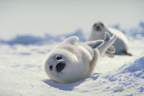 6 Hewan Asal Hokkaido Ini Sangat Pandai Bersembunyi di Antara Salju - Anjing Laut Harpa