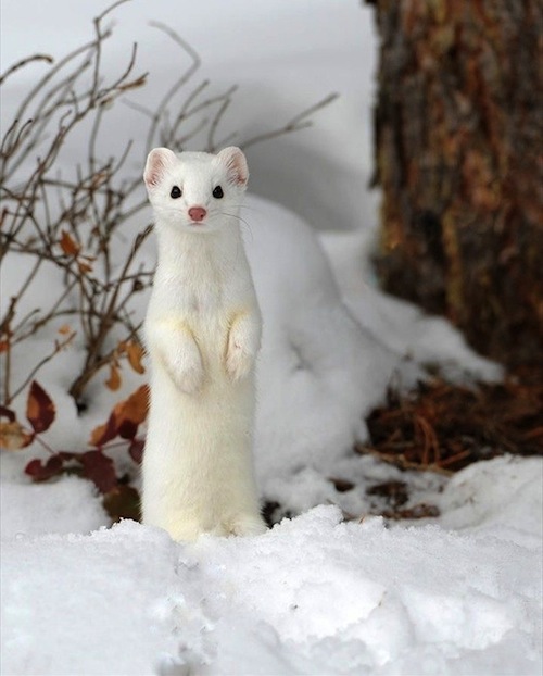 6 Hewan Asal Hokkaido Ini Sangat Pandai Bersembunyi di Antara Salju - Weasel Cerpelai Salju Jepang