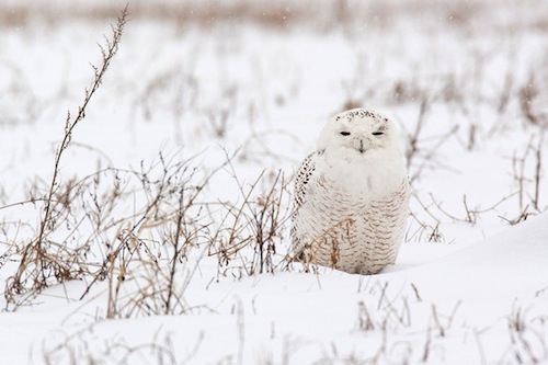 6 Hewan Asal Hokkaido Ini Sangat Pandai Bersembunyi di Antara Salju - burung hantu salju