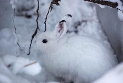 6 Hewan Asal Hokkaido Ini Sangat Pandai Bersembunyi di Antara Salju - kelinci salju
