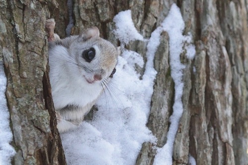 6 Hewan Asal Hokkaido Ini Sangat Pandai Bersembunyi di Antara Salju - tupai terbang siberia