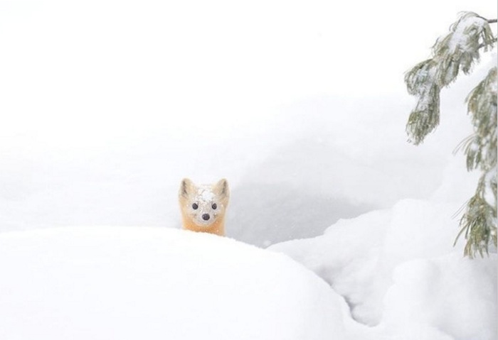 6 Hewan Asal Hokkaido Ini Sangat Pandai Bersembunyi di Antara Salju