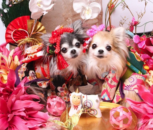 Anjing Kimono Tahun Baru Hatsumode 1
