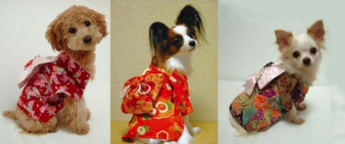 Anjing Kimono Tahun Baru Hatsumode 2