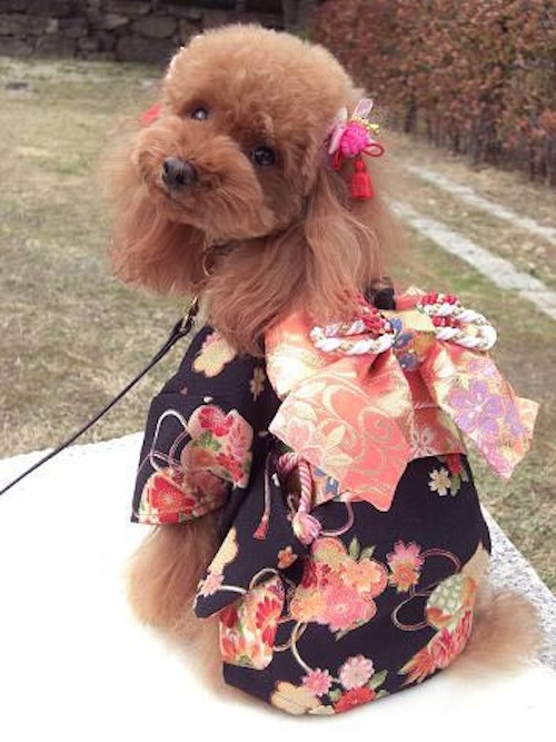 Anjing Kimono Tahun Baru Hatsumode 3