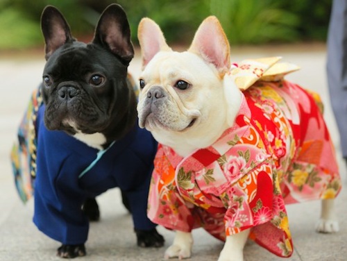 Anjing Kimono Tahun Baru Hatsumode 4