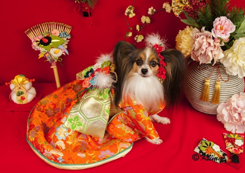 Anjing Kimono Tahun Baru Hatsumode 5