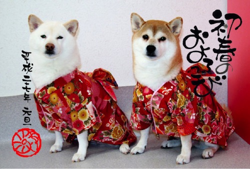 Anjing Kimono Tahun Baru Hatsumode 7