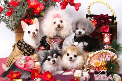 Anjing Kimono Tahun Baru Hatsumode