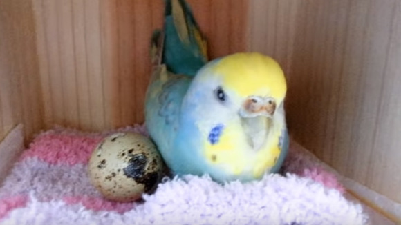 Apa yang Terjadi Saat Burung Parkit Ini Diberikan Telur Burung Puyuh? Pi-chan LUNA ANGEL Yuzu
