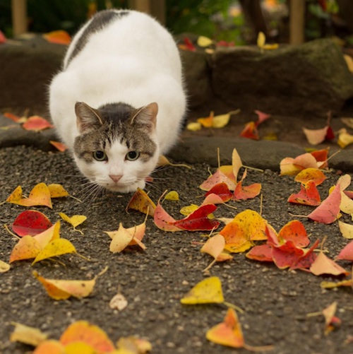 Busanyan Kumpulan Foto Kucing-Kucing Liar di Jepang Tangkapan Fotografer Masayuki Oki 1