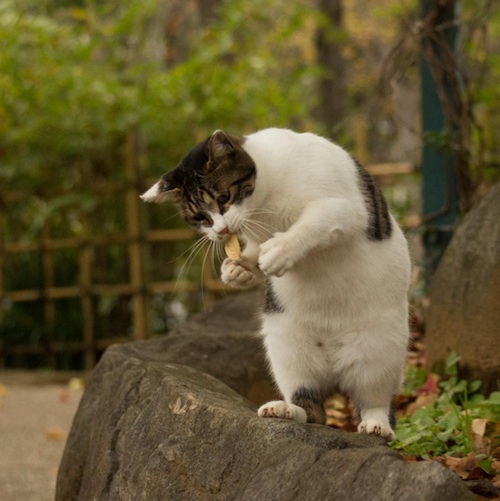 Busanyan Kumpulan Foto Kucing-Kucing Liar di Jepang Tangkapan Fotografer Masayuki Oki 10