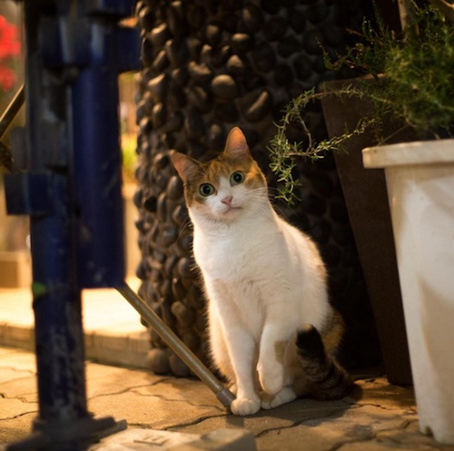 Busanyan Kumpulan Foto Kucing-Kucing Liar di Jepang Tangkapan Fotografer Masayuki Oki 11