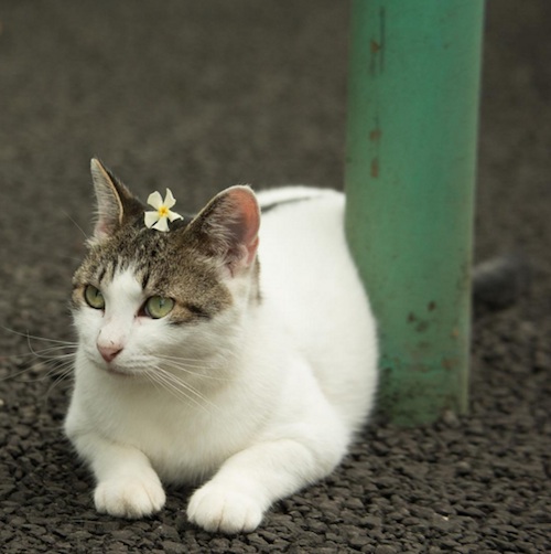 Busanyan Kumpulan Foto Kucing-Kucing Liar di Jepang Tangkapan Fotografer Masayuki Oki 13
