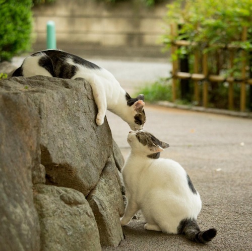 Busanyan Kumpulan Foto Kucing-Kucing Liar di Jepang Tangkapan Fotografer Masayuki Oki 14