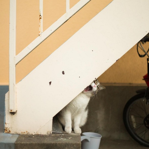 Busanyan Kumpulan Foto Kucing-Kucing Liar di Jepang Tangkapan Fotografer Masayuki Oki 15
