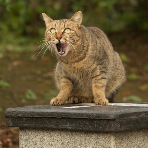 Busanyan Kumpulan Foto Kucing-Kucing Liar di Jepang Tangkapan Fotografer Masayuki Oki 17