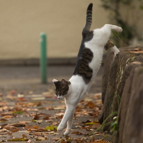 Busanyan Kumpulan Foto Kucing-Kucing Liar di Jepang Tangkapan Fotografer Masayuki Oki 2