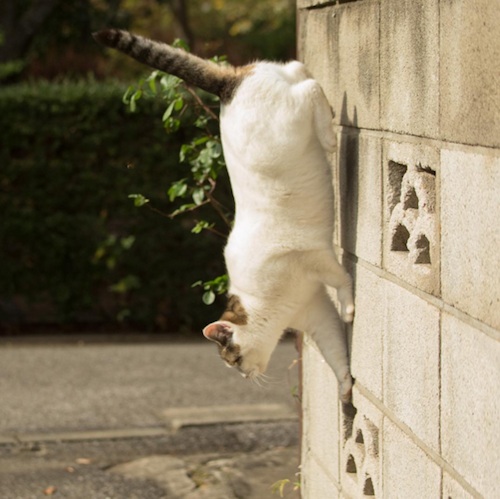 Busanyan Kumpulan Foto Kucing-Kucing Liar di Jepang Tangkapan Fotografer Masayuki Oki 3