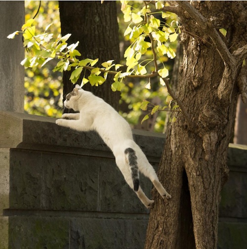 Busanyan Kumpulan Foto Kucing-Kucing Liar di Jepang Tangkapan Fotografer Masayuki Oki 4