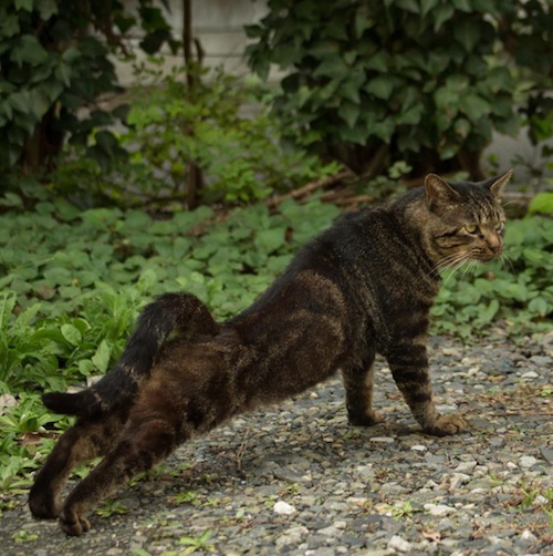Busanyan Kumpulan Foto Kucing-Kucing Liar di Jepang Tangkapan Fotografer Masayuki Oki 5