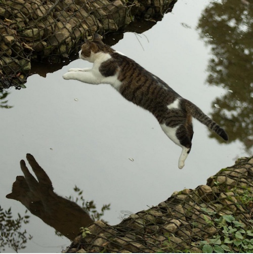 Busanyan Kumpulan Foto Kucing-Kucing Liar di Jepang Tangkapan Fotografer Masayuki Oki 6