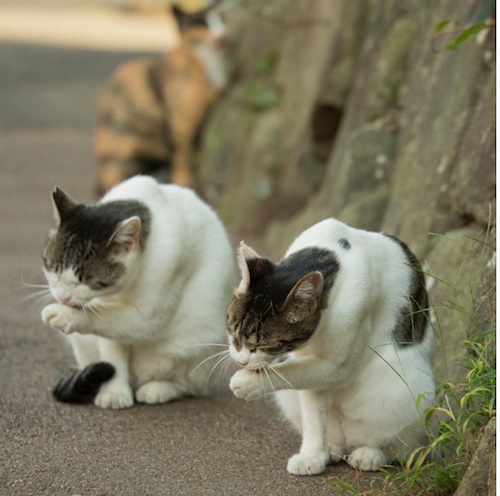 Busanyan Kumpulan Foto Kucing-Kucing Liar di Jepang Tangkapan Fotografer Masayuki Oki 7